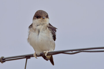 Western House Martin (Delichon urbicum), juvenile perched on a wire fence, Mouth of the Rio Guadalhorce Natural Park, Malaga, Spain.