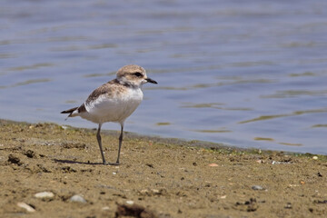 Kentish Plover (Anarhynchus alexandrinus), juvenile on the shoreline at the Mouth of the Rio Guadalhorce Natural Park, Malaga, Andalucia, Spain.