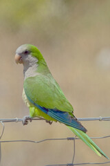 Monk Parakeet (Myiopsitta monachus), perched on a wire fence at the Mouth of the Rio Guadalhorce Natural Park, Malaga, Andalucia, Spain.