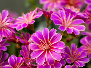Nahaufnahme der Vielzahl an pinkfarbenen Blüte der Bitterwurz (Lewisia cotyledon)