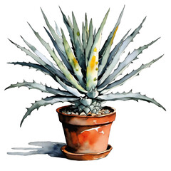 aloe vera plant