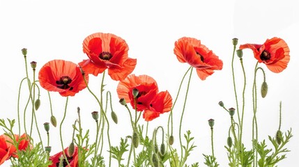 Fototapeta premium Poppies isolated on white background