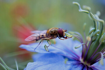 Schwebfliege