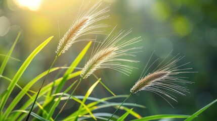 Obraz premium Grass plant s bright seed head in morning