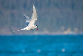 Arctic Tern (Sterna paradisaea) diving to catch fish, Seward, Alaska, USA