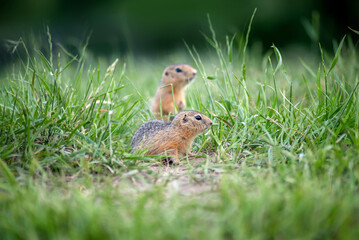 two cute baby gophers peek out from behind the grass and look somewhere, selective focus