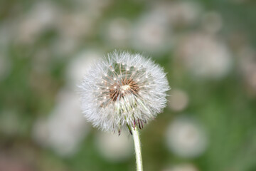 fluffy dandelion flower, close-up, selective focus