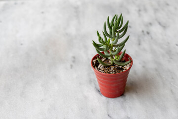 Miniature pine tree crassula tetragona succulent in a small pot