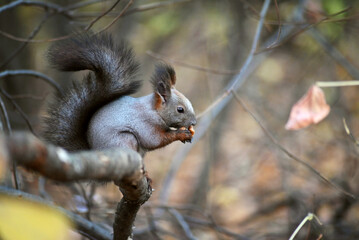 the grey squirrel, which is preparing for winter, eats a nut, a selective focus