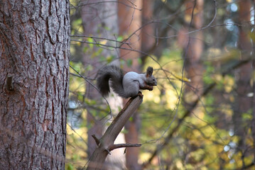 a grey squirrel that is preparing for winter is sitting on a branch, a selective focus