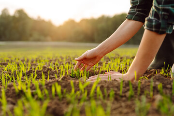Farmer hand inspects and strokes green sprouts close-up examining lifestyle seedlings. Young plants growing in a farmer's field. Agriculture concept.