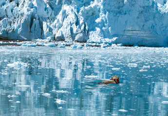 Close encounter with a sea otter with her pup on her belly right in front of the Aialik Glacier,...