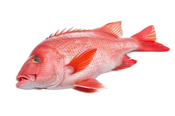Red snapper fish isolated on white background
