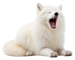 PNG Yawning artic fox mammal animal white.