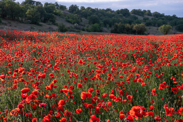 Fototapeta premium A field of red poppies with a blue sky in the background.