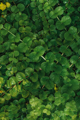 Fototapeta premium a groundcover young plant with small leaves. photo wallpapers. uniform coverage
