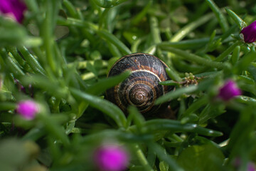 large brown snails in their natural habitat. the use of snail mucin in cosmetology. modern facial care technologies