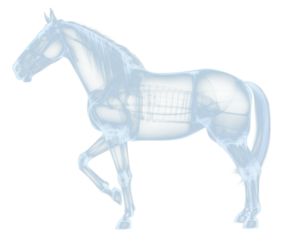 PNG Horse animal mammal x-ray.