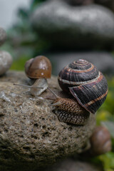 large brown snails in their natural habitat. the use of snail mucin in cosmetology. modern facial care technologies