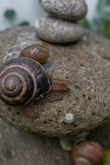 large brown snails in their natural habitat. the use of snail mucin in cosmetology. modern facial care technologies