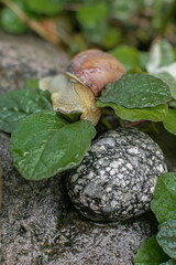 large brown snails in their natural habitat. the use of snail mucin in cosmetology. modern facial care technologies