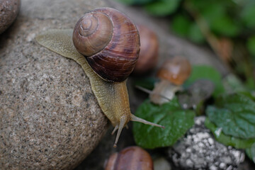 large brown snails in their natural habitat. the use of snail mucin in cosmetology. modern facial care technologies