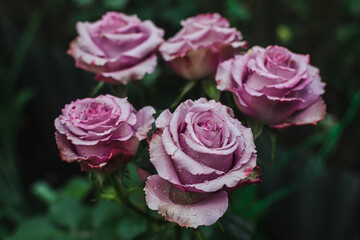 close-up of a bouquet of pink roses with drops of water after the rain. a bouquet for a holiday