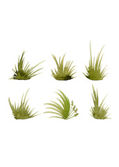 A collection of watercolor paintings of green tussocks for any of your designs. Grass silhouette. Watercolor print. Summer splash banner. Modern Art. White background