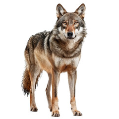 American Wolfdog, standing side ways, head down and looking straight to camera, isolated on white background.