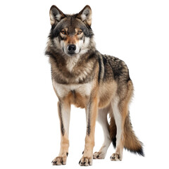 Fototapeta premium American Wolfdog, standing side ways, head down and looking straight to camera, isolated on white background.