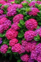 茨城県北茨城市　満開のあじさいの森
