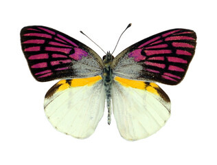 Pink butterfly swallowtail Colotis zoe isolated on transparent, close-up, macro. Pieridae. Design element. Lepidoptera, collection butterflies, insects.