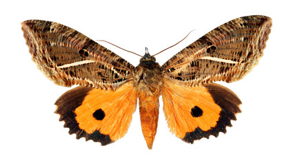 Orange Moth Butterfly with geometric pattern on wings Eudocima, isolated on transparent, close up, macro, collection butterflies, design element, noctuidae, insect