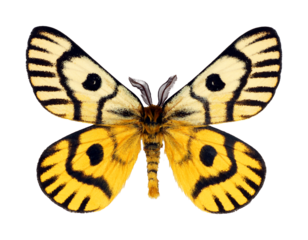 Yellow Moth Butterfly with geometric pattern on wings Saturnia, Hemileuca nuttallii, isolated on transparent, close up, macro, collection butterflies, design element, saturniidae, insect
