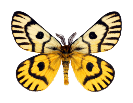 Yellow Moth Butterfly with geometric pattern on wings Saturnia, Hemileuca nuttallii, isolated on transparent, close up, macro, collection butterflies, design element, saturniidae, insect