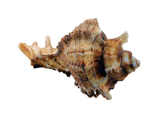 Beautiful sea shell Murex isolated on transparent, close-up, design element