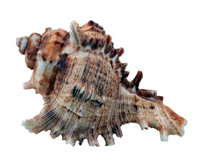 Beautiful sea shell Murex isolated on transparent, close-up, design element