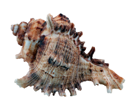 Beautiful sea shell Murex isolated on transparent, close-up, design element
