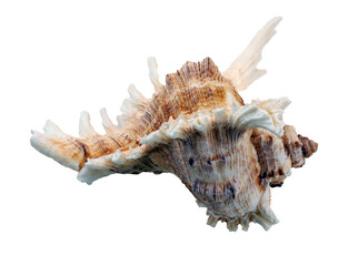Beautiful sea shell Murex isolated on transparent, close-up, design element