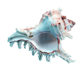 Beautiful sea shell Murex isolated on transparent, close-up, design element