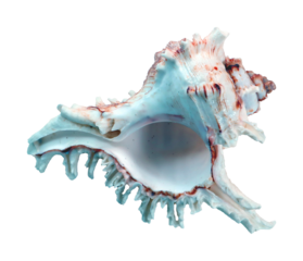 Beautiful sea shell Murex isolated on transparent, close-up, design element