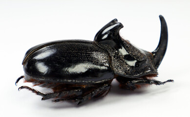 Giant black rhinoceros beetle with long horn Trichogomphus martabani isolated on white close-up macro, Dynastidae, dynastes, collection beetles, insects, entomology