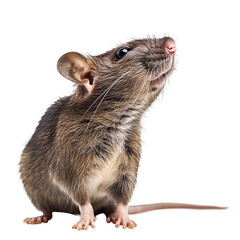 A brown rat facing at the camera isolated on white background.