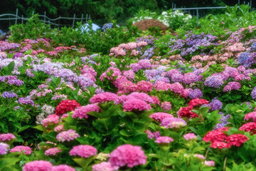 茨城県北茨城市　満開のあじさいの森
