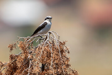 Northern Wheatear perched on dry tree branch