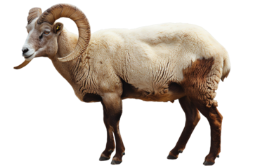 Longhorn white sheep side view isolated on white background.