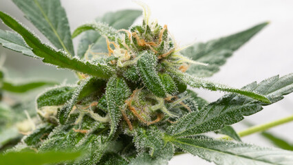 CBD medicinal automatic cannabis flower macro