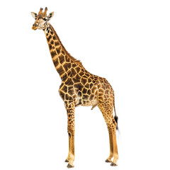 Fototapeta premium African adult giraffe standing isolated on white background. Side view.
