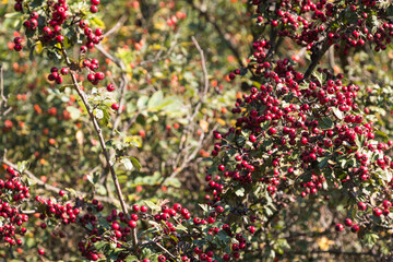 Obraz premium Hawthorn (Crataegus)