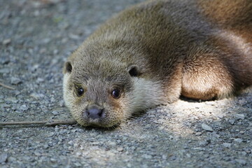 Land carnivores (Fissipedia) is the name for a suborder of carnivores that is no longer used in modern biological systematics. Wisent enclosure Springe, Germany.